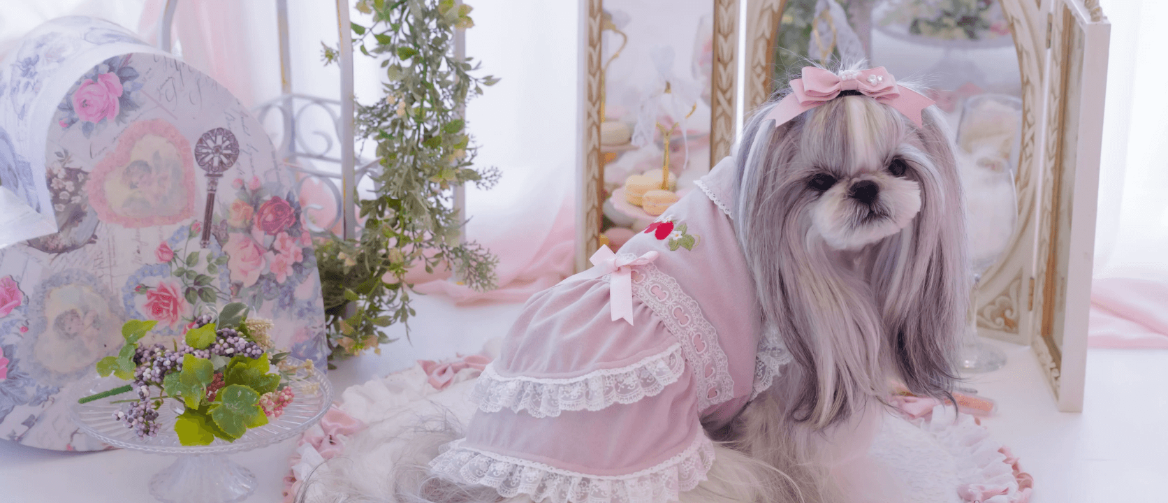 きゃんナナとは